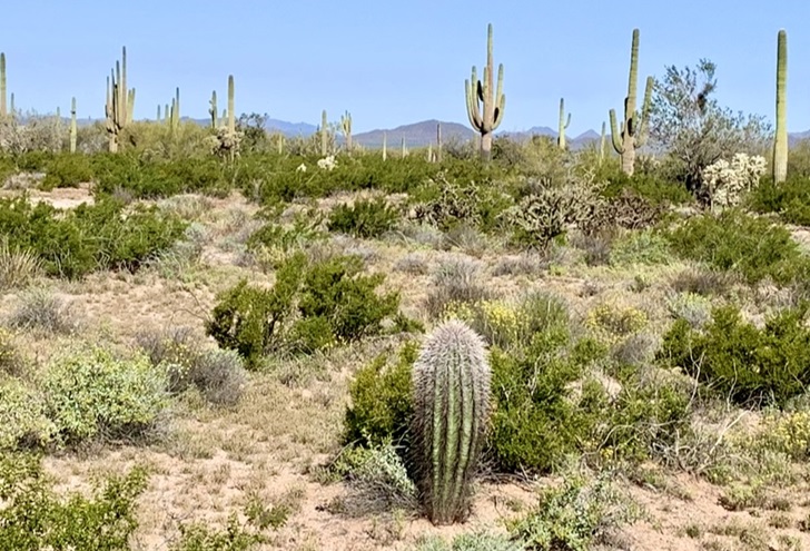 organ-pipe-cactus-arizona