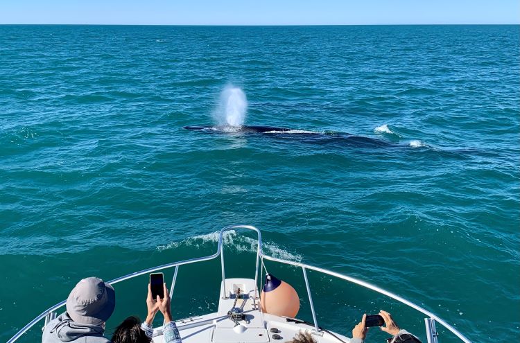 whale-watching-puerto-penasco-sea-of-cortez