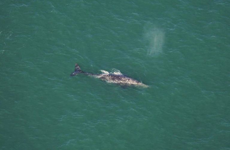 Gray Whale Shocking Sighting - Sonoran Sun Direct