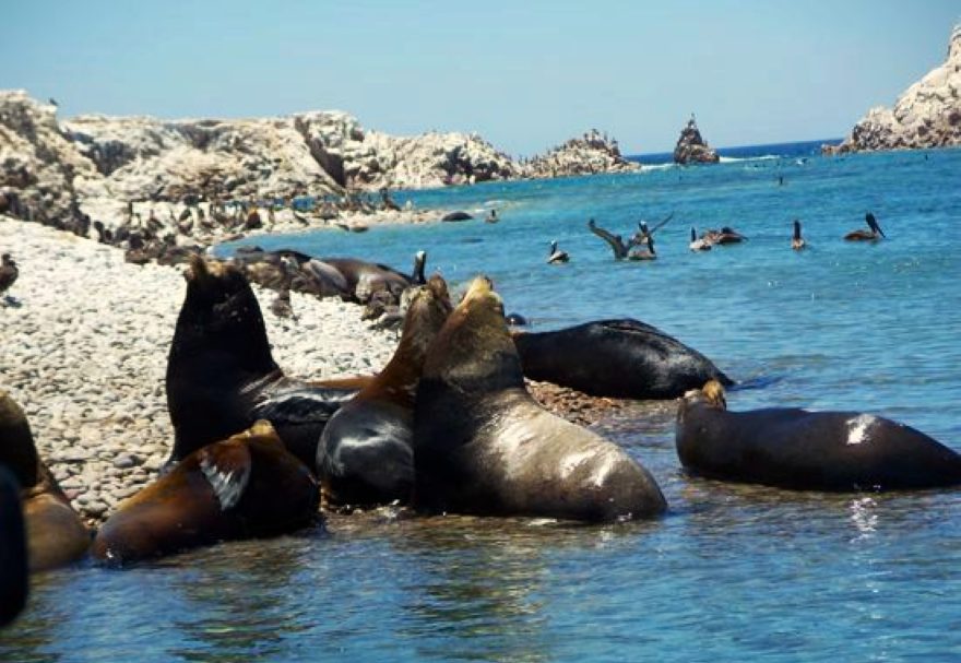 Bird Island - Isla San Jorge Tours - Sonoran Sun Direct