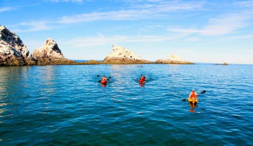 bird-island-kayaking