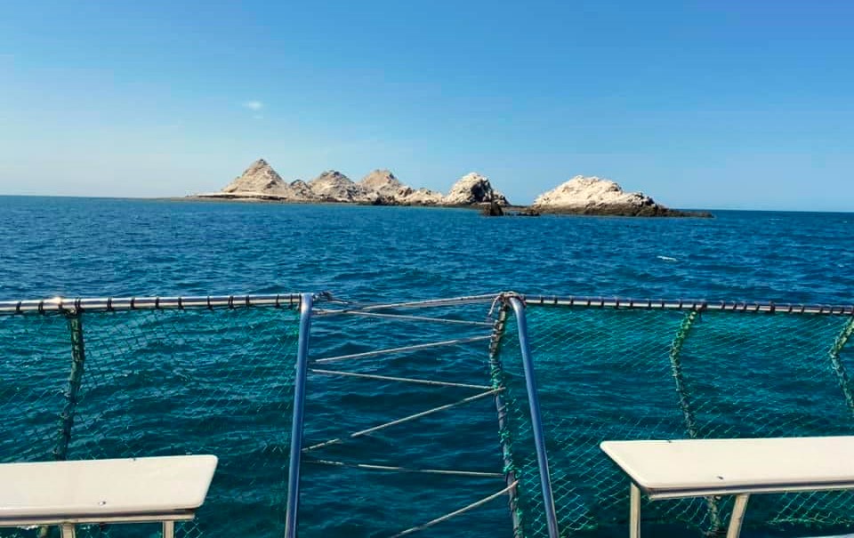 bird-island-puerto-penasco