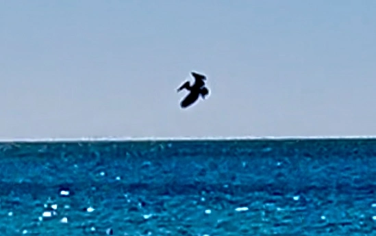 Pelicans Sandy Beach Show